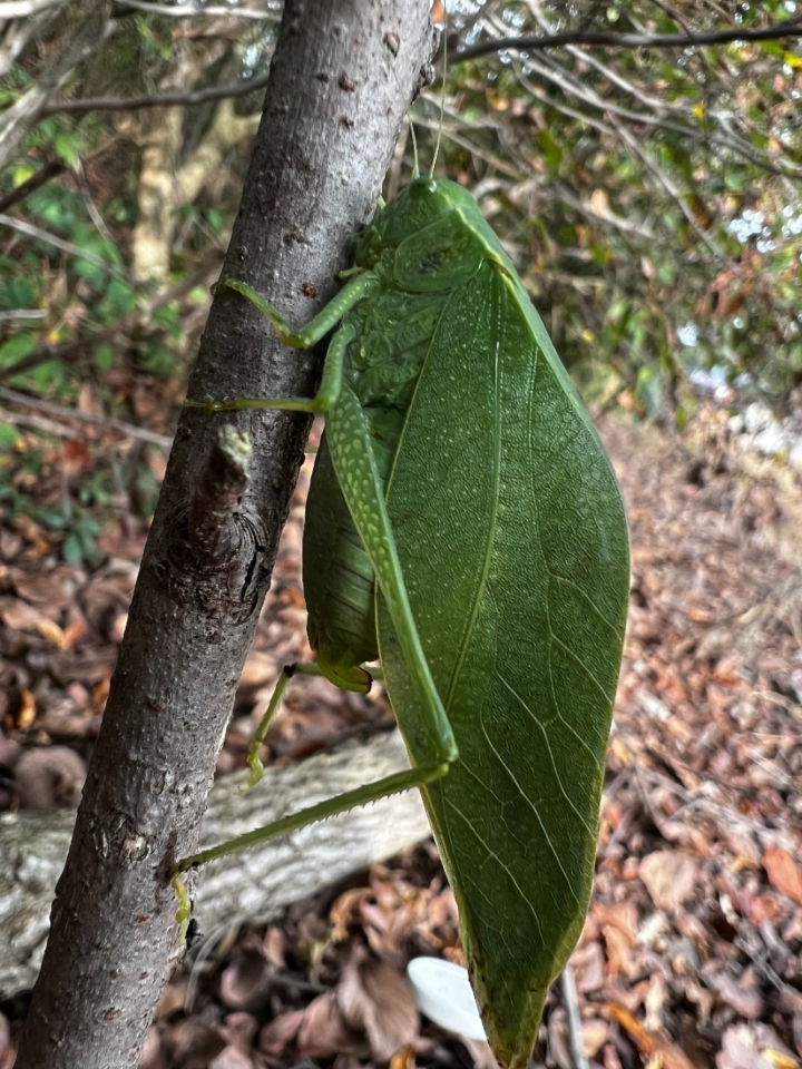 Greater Angle-winged Katydid